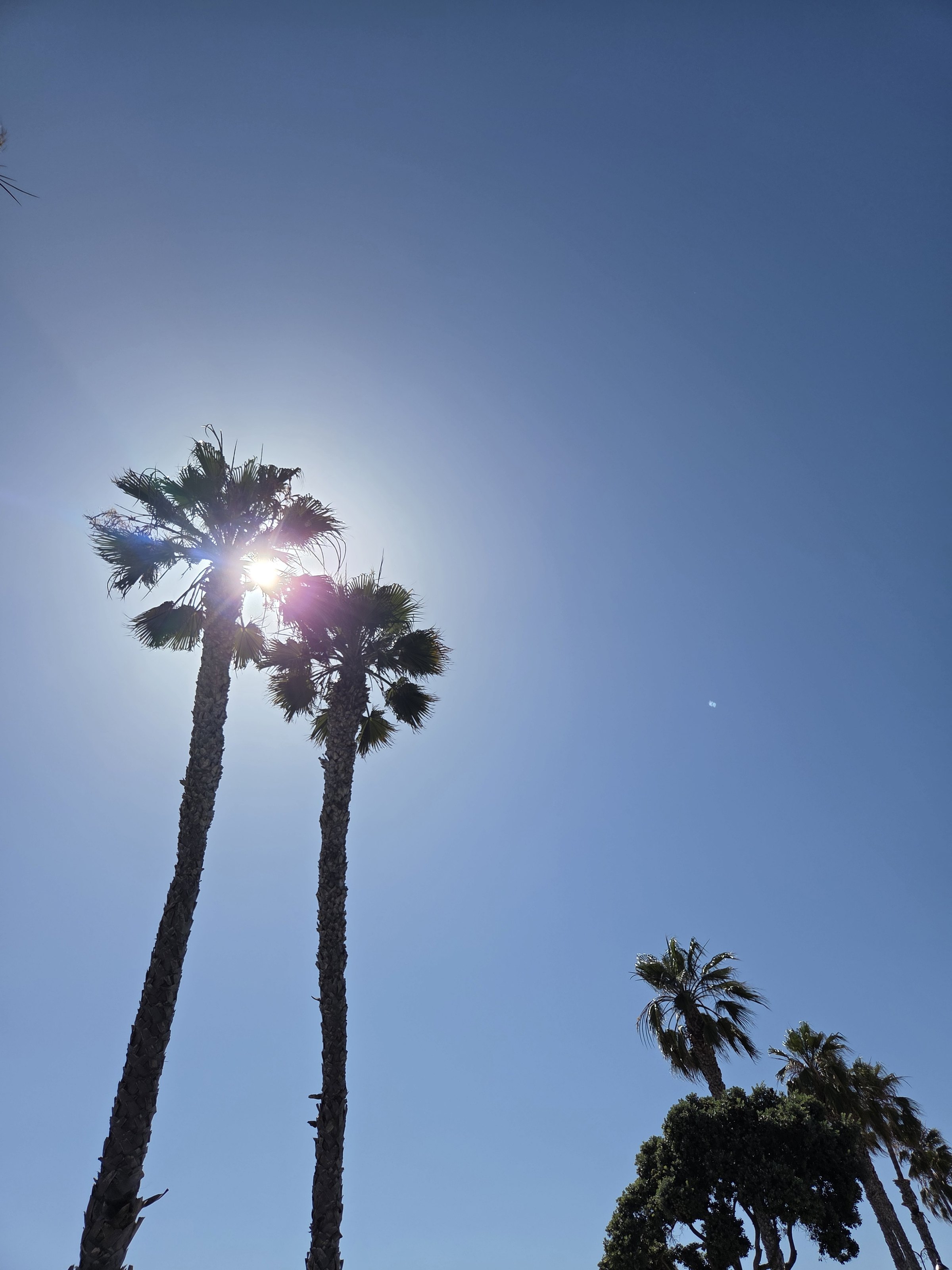 Palm trees against the sky